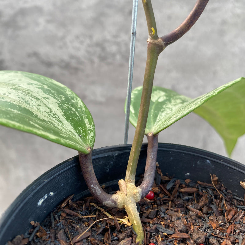 FS14-8 Hoya Macrophylla High Splash