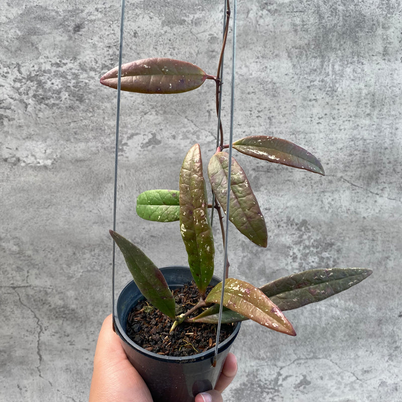 FS3-8 Hoya Sulawesiana Red