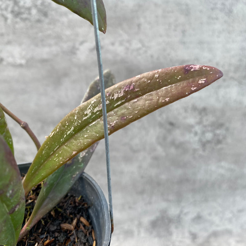 FS3-8 Hoya Sulawesiana Red