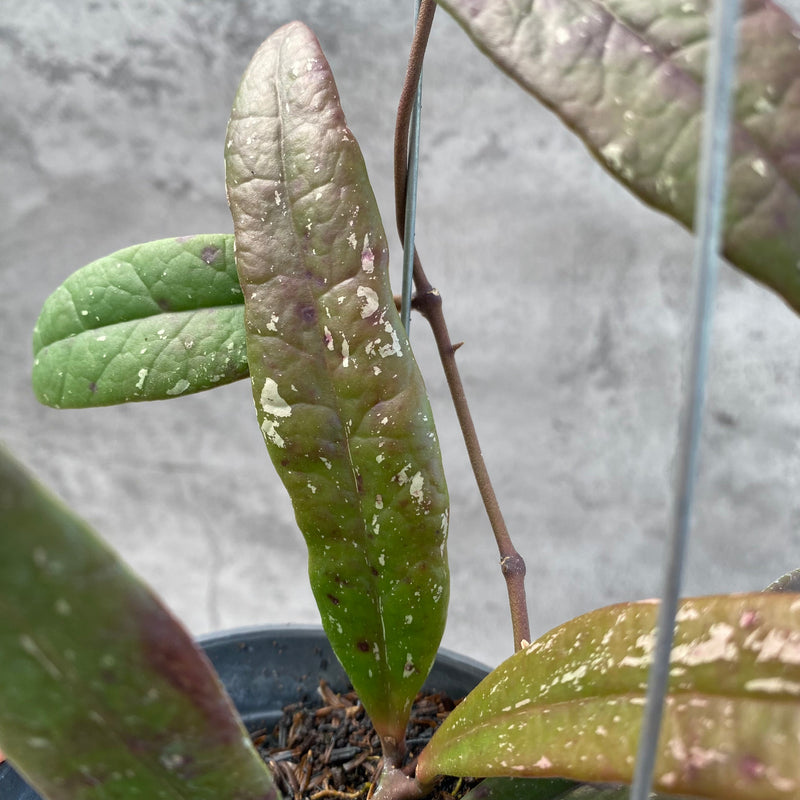 FS3-8 Hoya Sulawesiana Red
