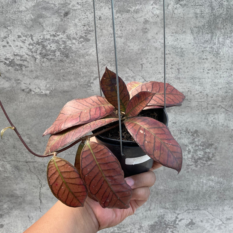FS8-8 Hoya SP Gunung Gading Red