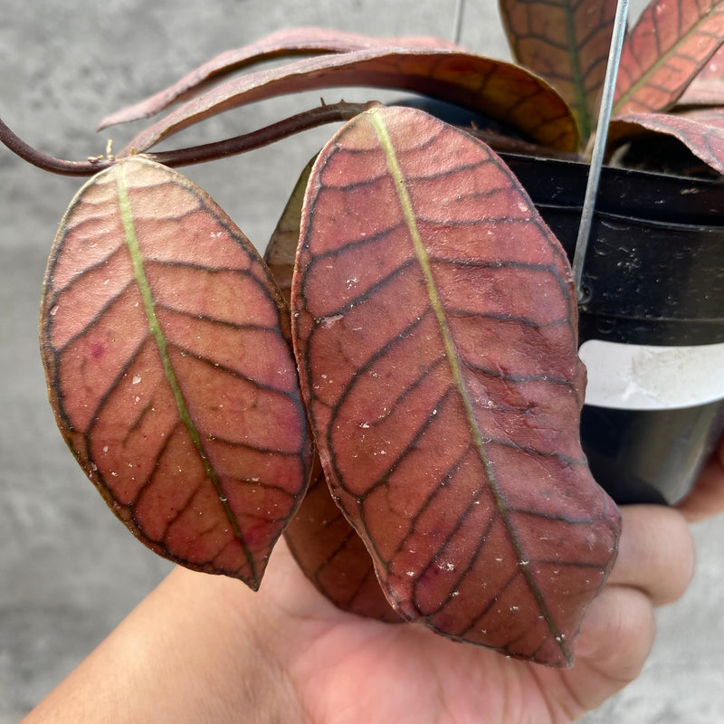 FS8-8 Hoya SP Gunung Gading Red