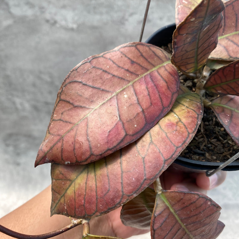 FS8-8 Hoya SP Gunung Gading Red