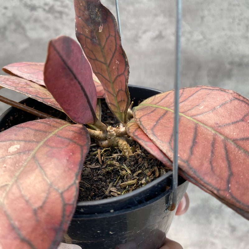 FS8-8 Hoya SP Gunung Gading Red