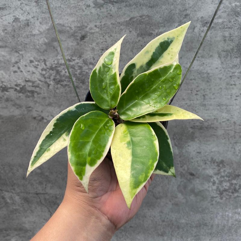 FS1-8 Hoya Verticillata SP Panglay Albomarginata