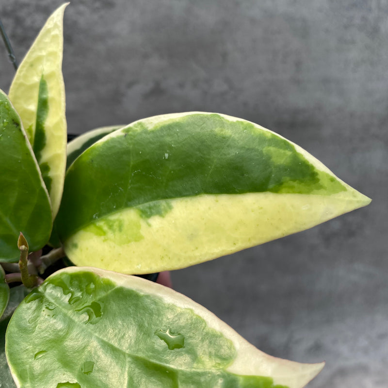 FS1-8 Hoya Verticillata SP Panglay Albomarginata