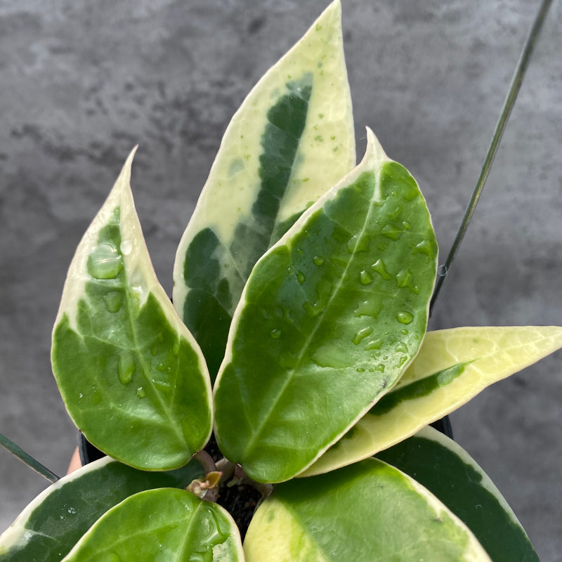 FS1-8 Hoya Verticillata SP Panglay Albomarginata
