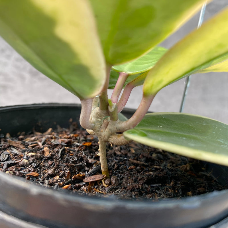 FS1-8 Hoya Verticillata SP Panglay Albomarginata