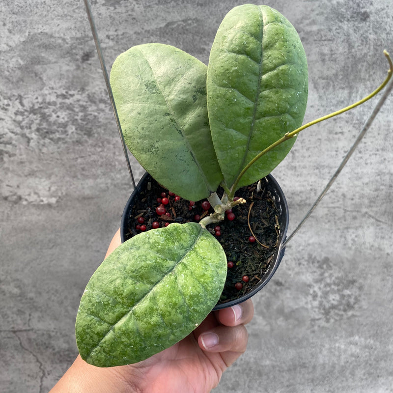 FS64-8 Hoya AFF Forbesii Silver