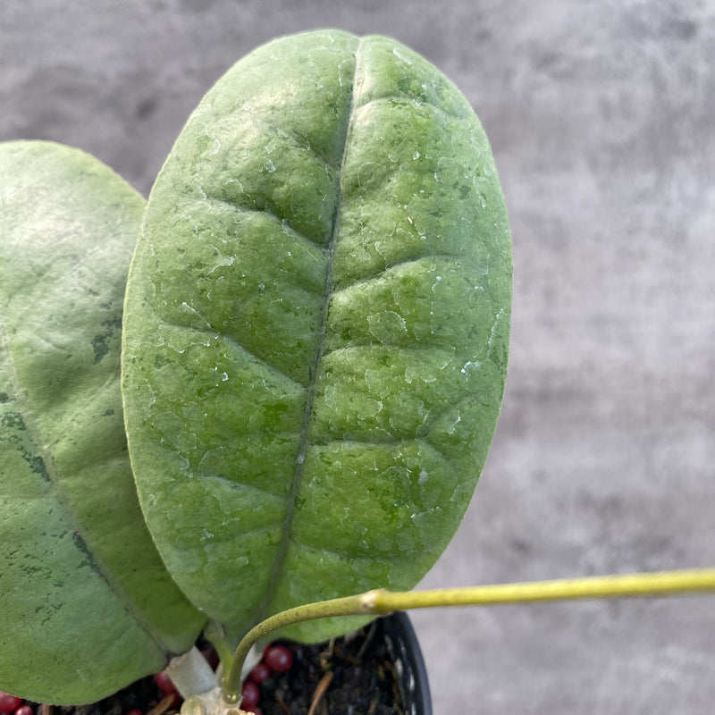 FS64-8 Hoya AFF Forbesii Silver