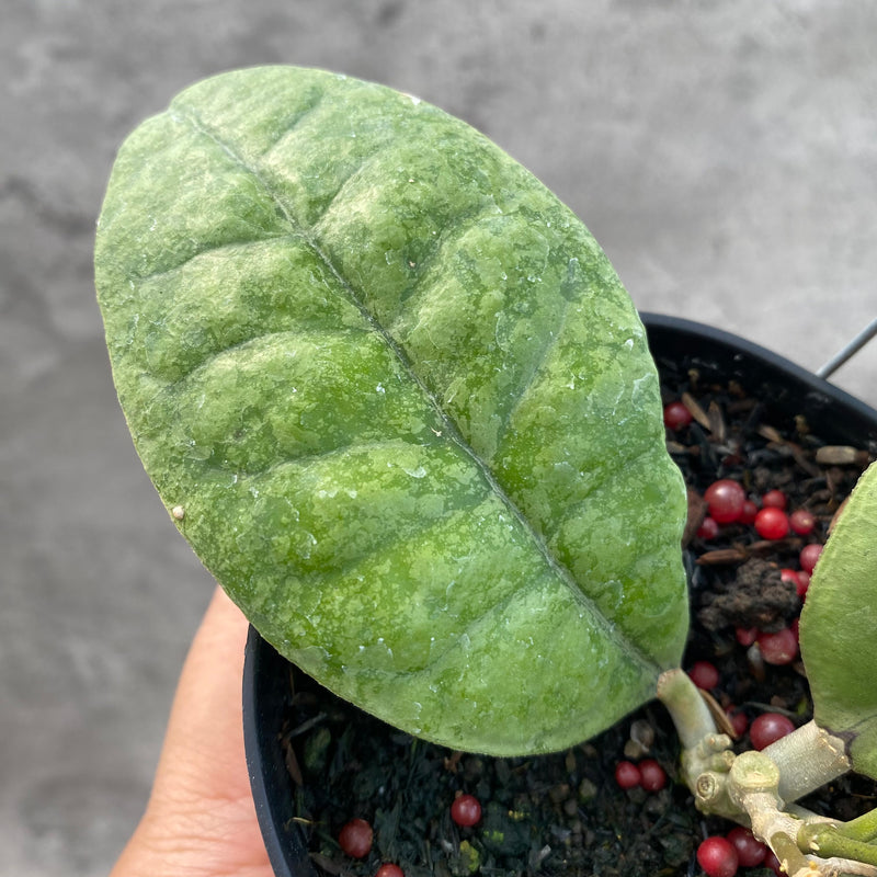 FS64-8 Hoya AFF Forbesii Silver