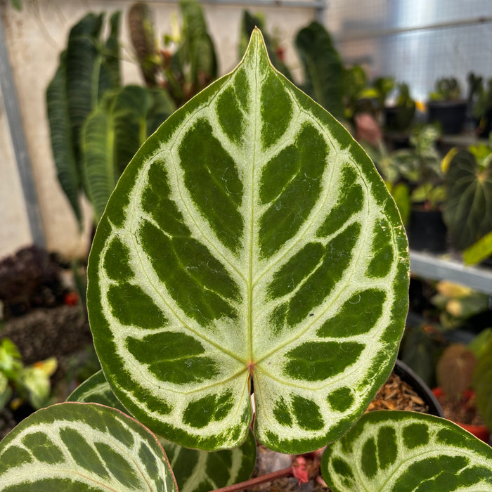 Anthurium (Dorayaki x Red Crystalinum) x Angel Dreams