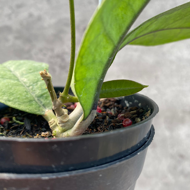 FS64-8 Hoya AFF Forbesii Silver