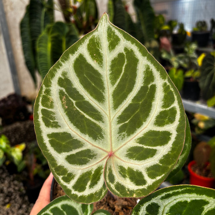 Anthurium (Dorayaki x Red Crystalinum) x Angel Dreams