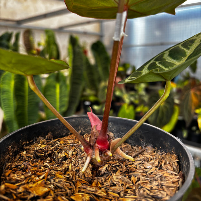 Anthurium (Dorayaki x Red Crystalinum) x Angel Dreams
