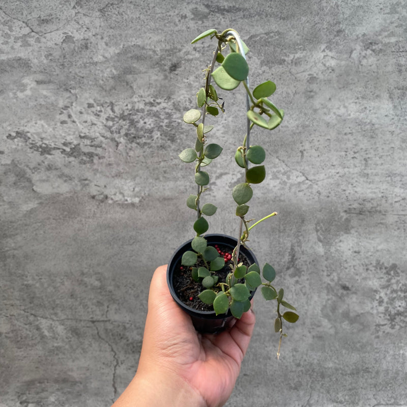 FS62-8 Hoya Boyceii
