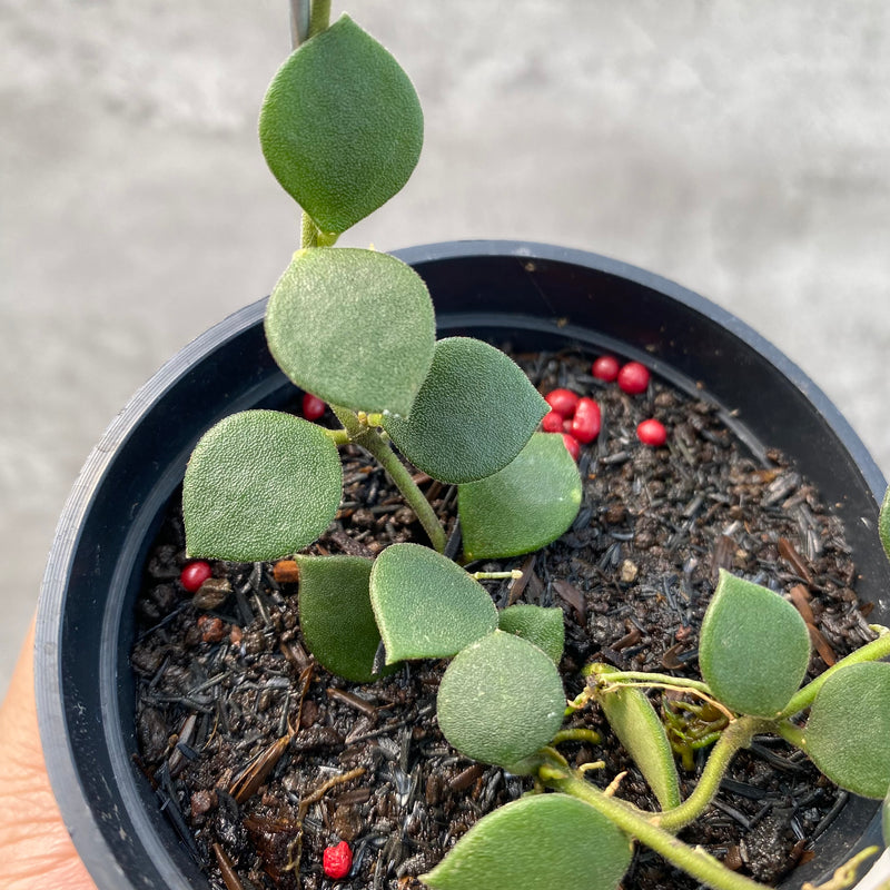 FS62-8 Hoya Boyceii