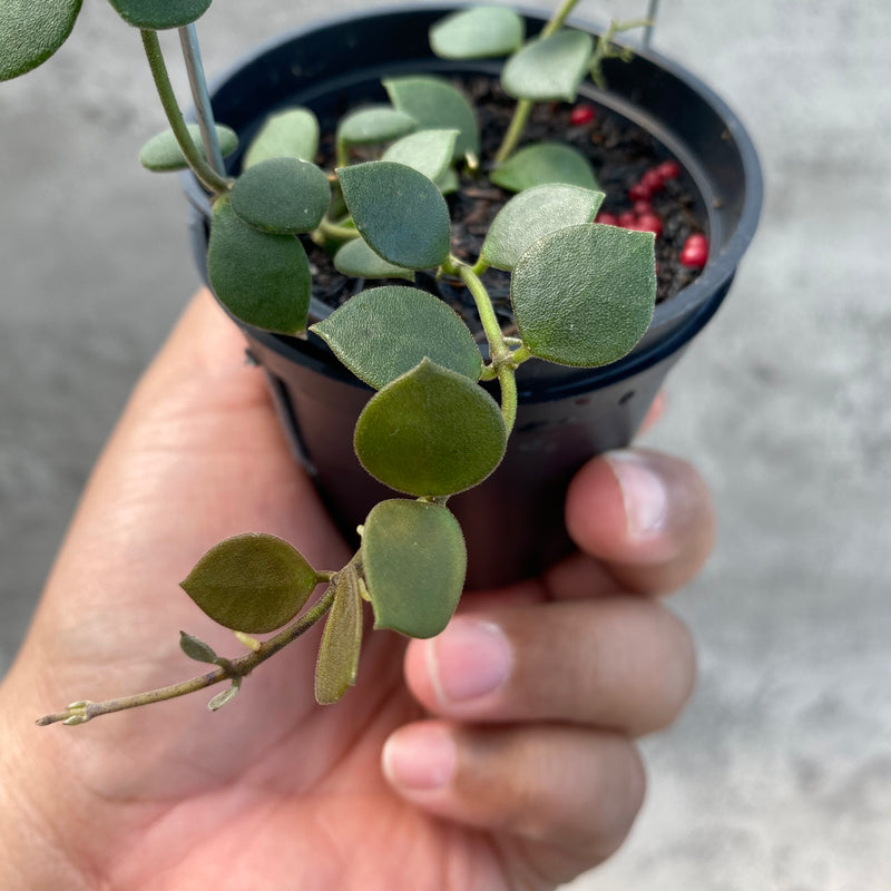 FS62-8 Hoya Boyceii