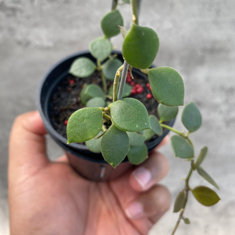 FS62-8 Hoya Boyceii