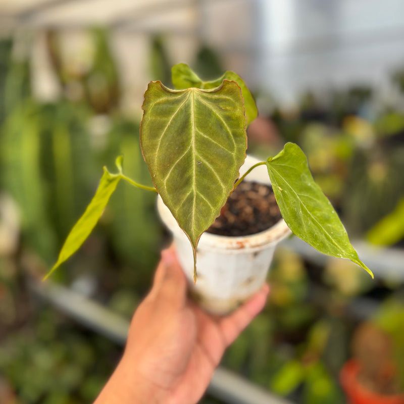 Anthurium Papillilaminum x Muchlis