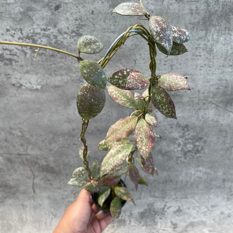 FS20-8 Hoya Flagellata Splash