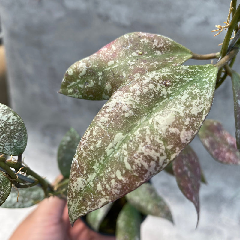 FS20-8 Hoya Flagellata Splash