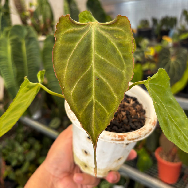 Anthurium Papillilaminum x Muchlis