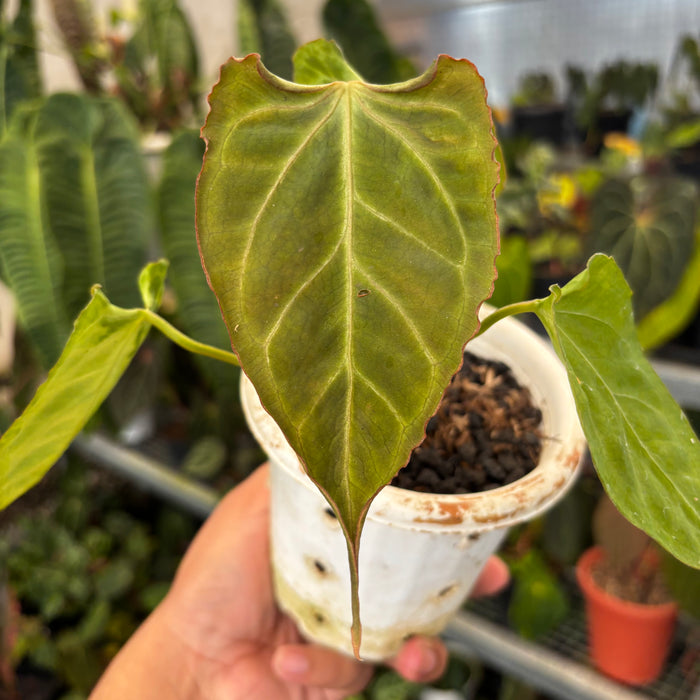 Anthurium Papillilaminum x Muchlis