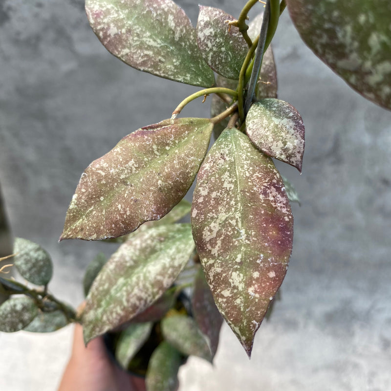 FS20-8 Hoya Flagellata Splash