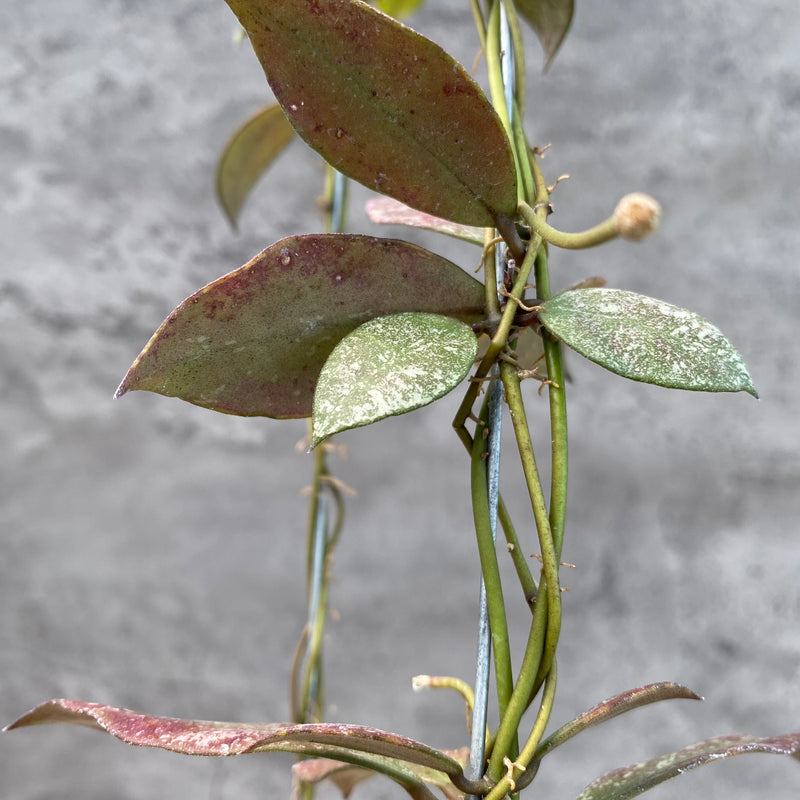 FS20-8 Hoya Flagellata Splash