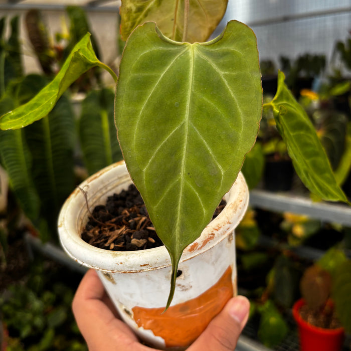 Anthurium Papillilaminum x Muchlis