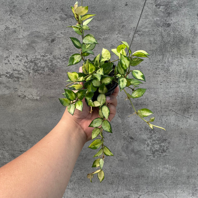 FS19-8 Hoya Lacunosa Agni