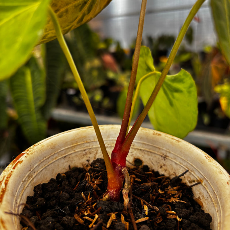 anthurium in arabic Anthurium Papillilaminum x Muchlis — Aroidasia