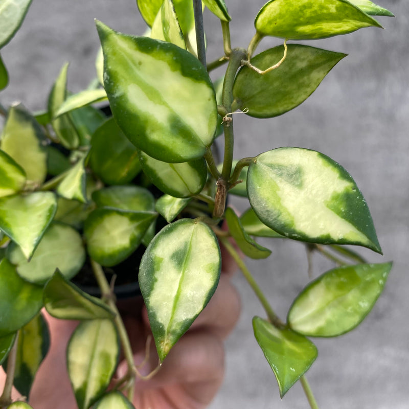 FS19-8 Hoya Lacunosa Agni