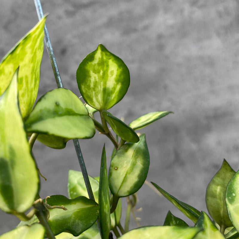 FS19-8 Hoya Lacunosa Agni