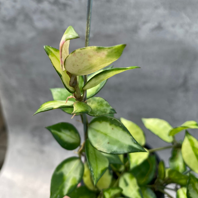 FS19-8 Hoya Lacunosa Agni