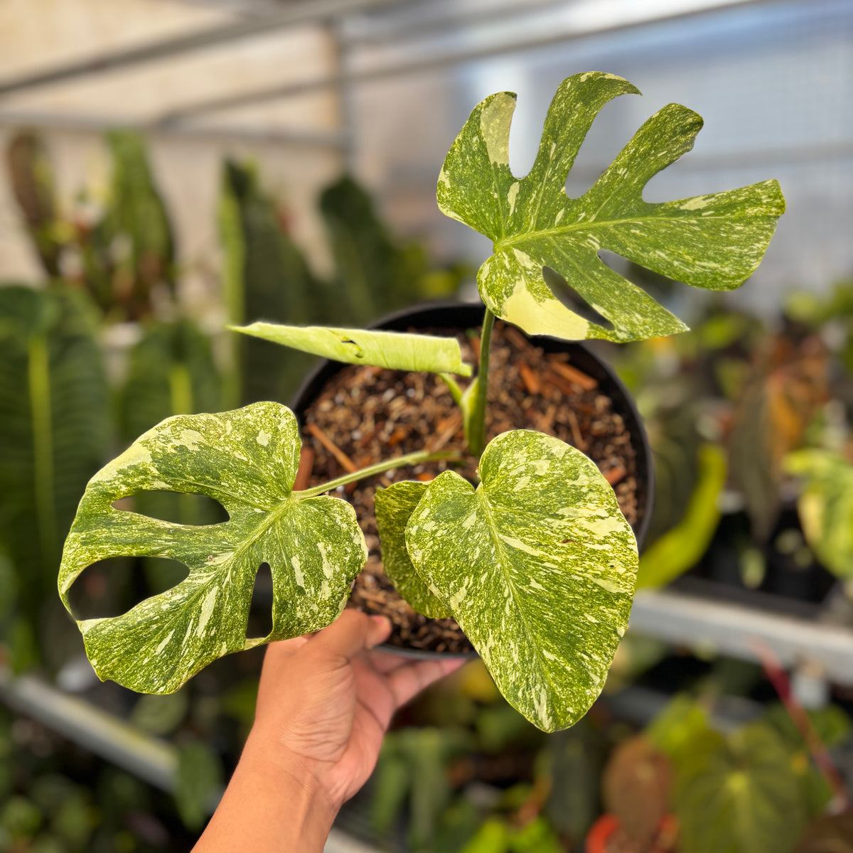 Monstera Legacy — Aroidasia