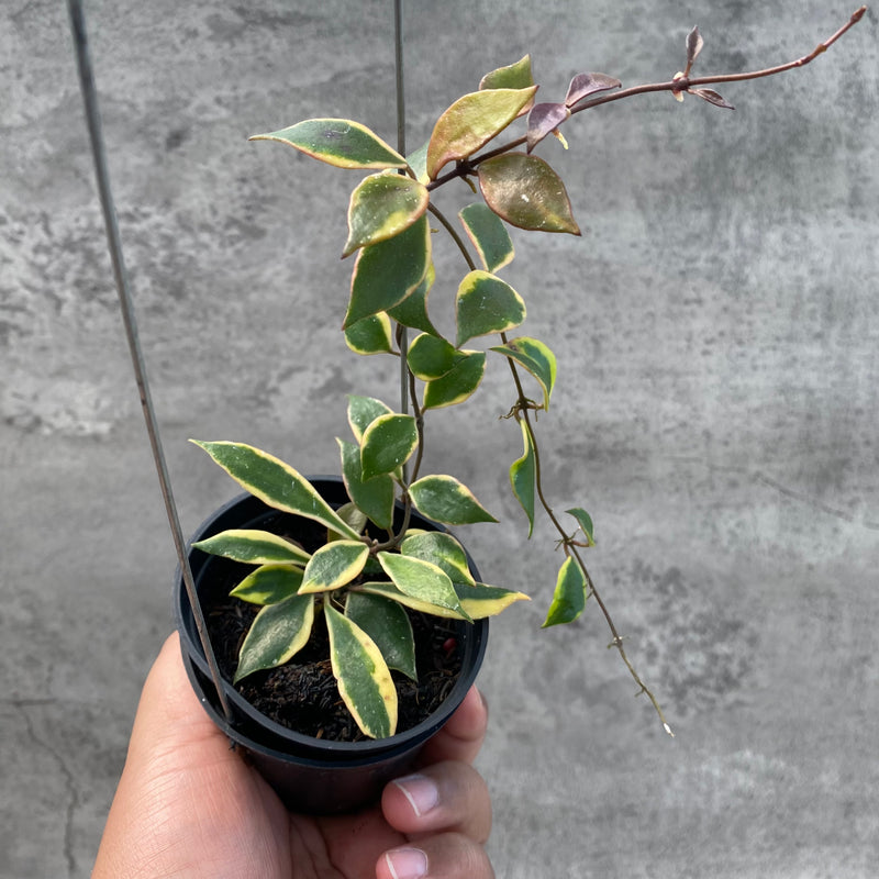 FS63-8 Hoya Bakaoensis Albomarginata