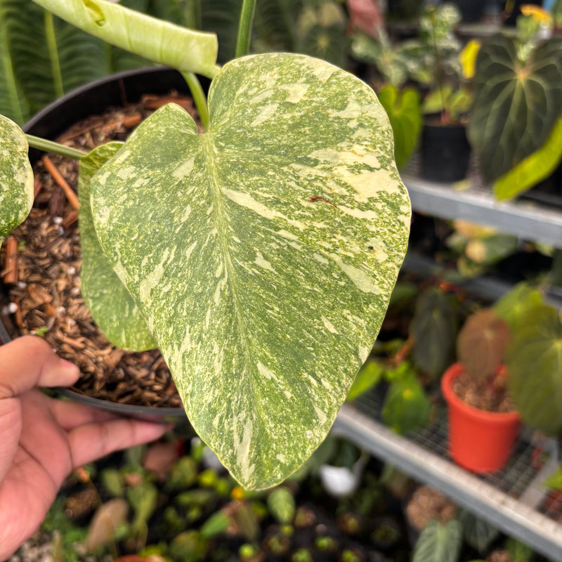 monstera talent long beach Monstera Legacy — Aroidasia
