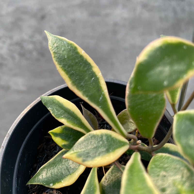 FS63-8 Hoya Bakaoensis Albomarginata