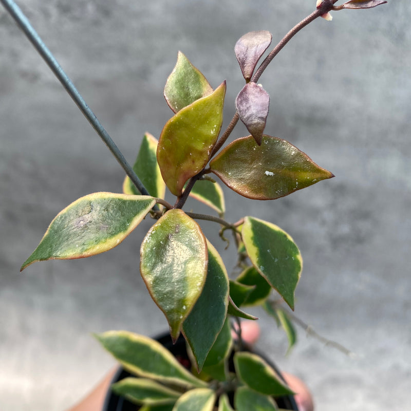 FS63-8 Hoya Bakaoensis Albomarginata