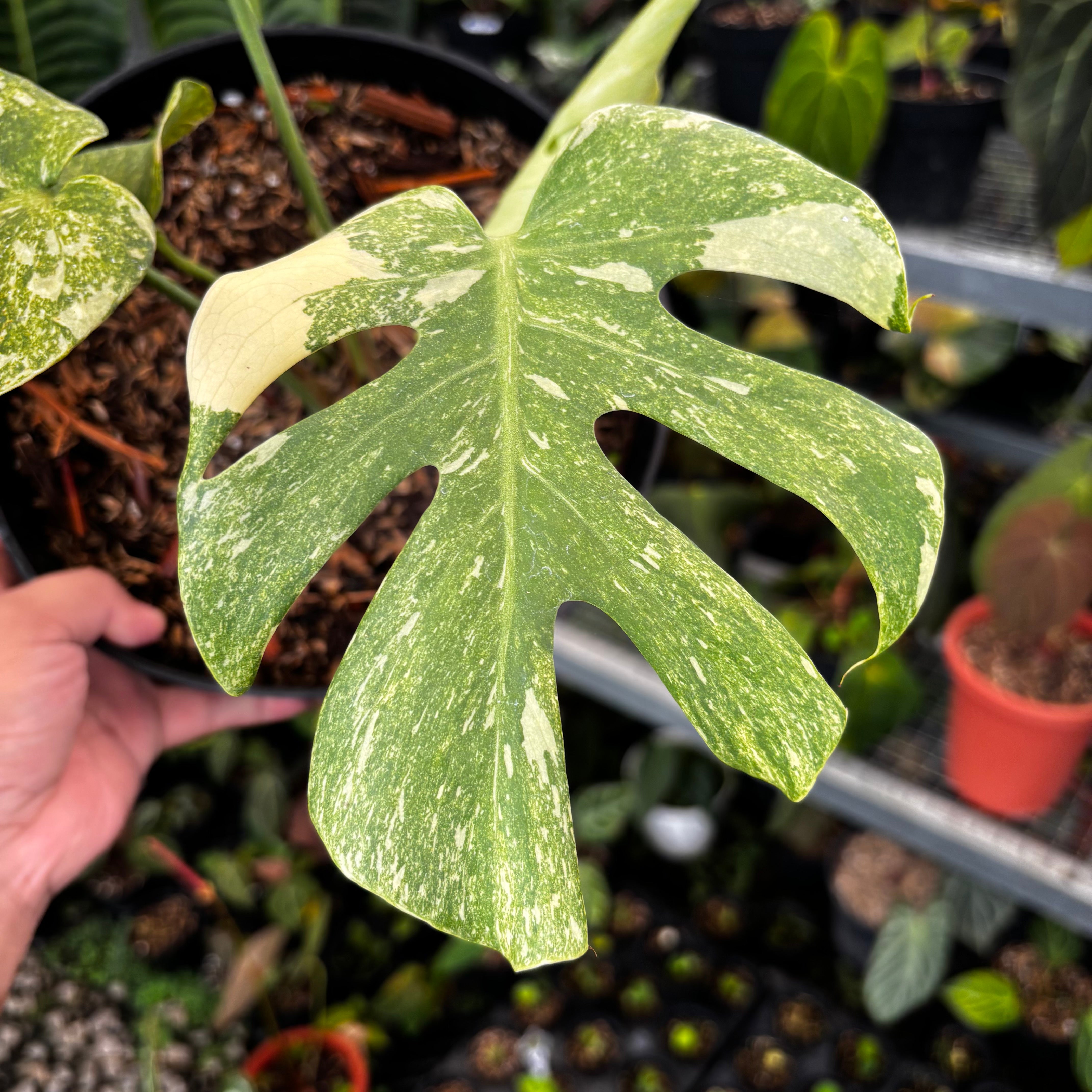 Monstera Legacy — Aroidasia