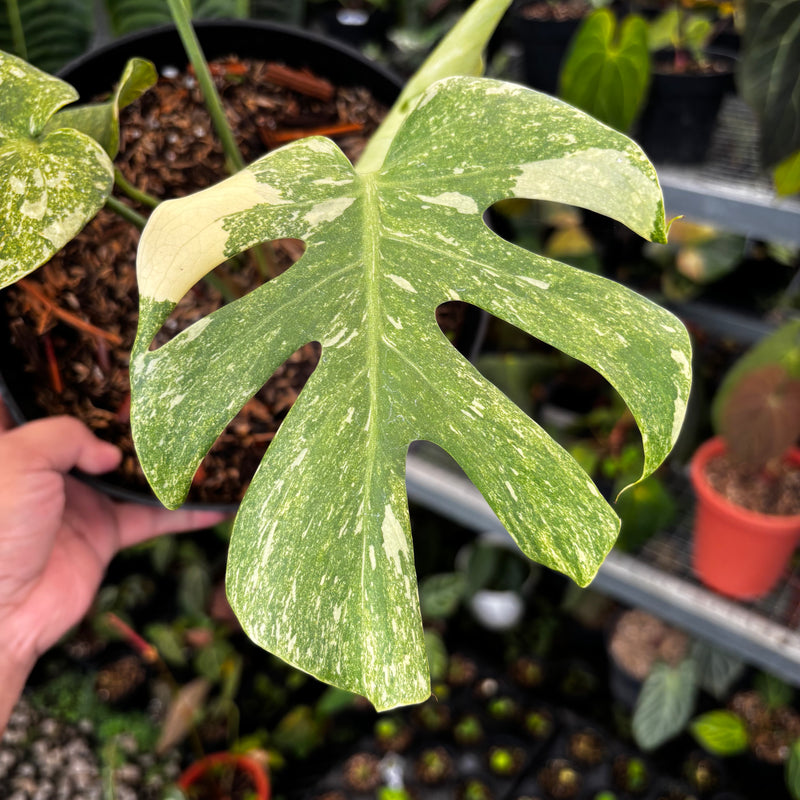 monstera talent long beach Monstera Legacy — Aroidasia