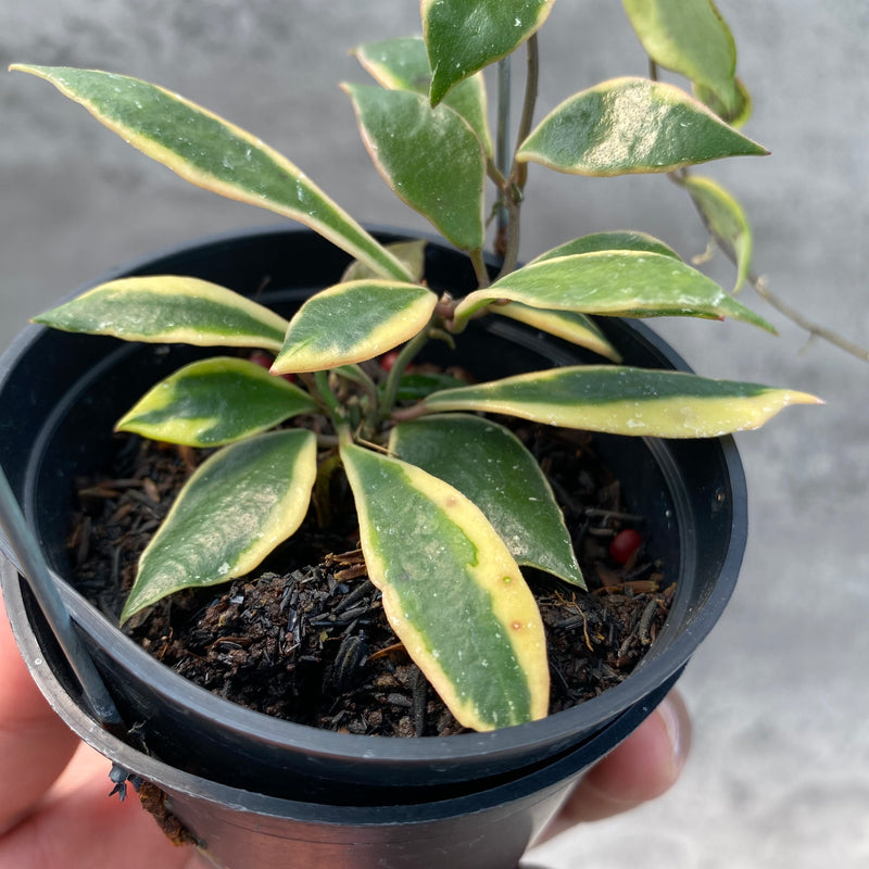 FS63-8 Hoya Bakaoensis Albomarginata