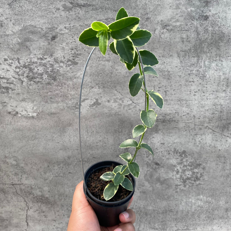 FS21-8 Hoya Cumingiana Albomarginata