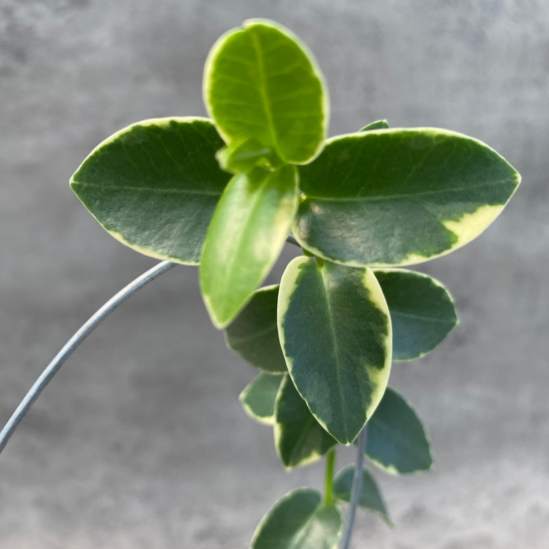 FS21-8 Hoya Cumingiana Albomarginata