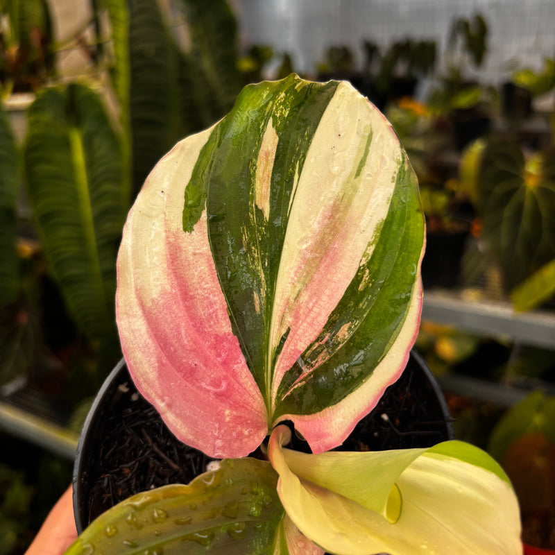 Kaempferia Variegated