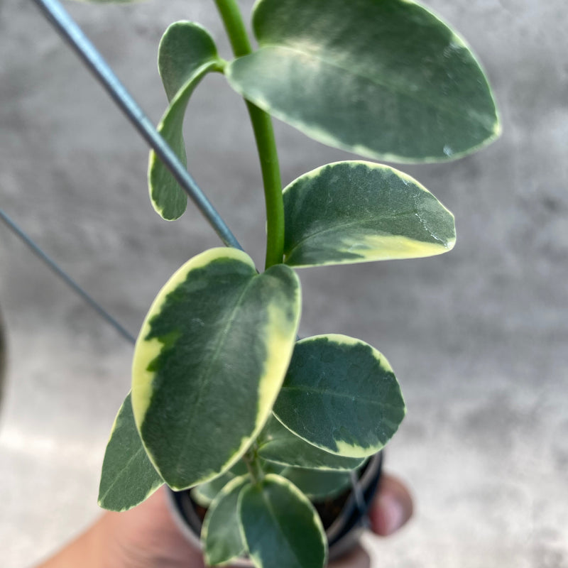 FS21-8 Hoya Cumingiana Albomarginata