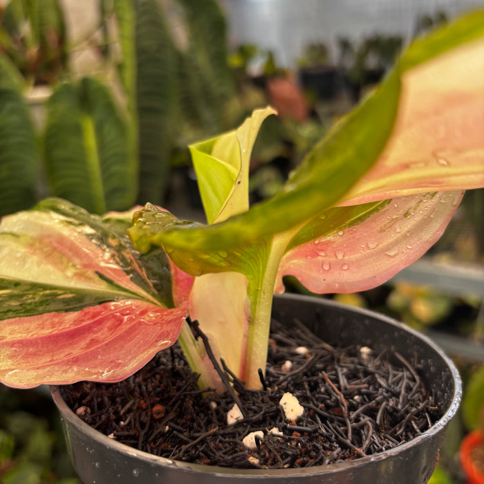 Kaempferia Variegated