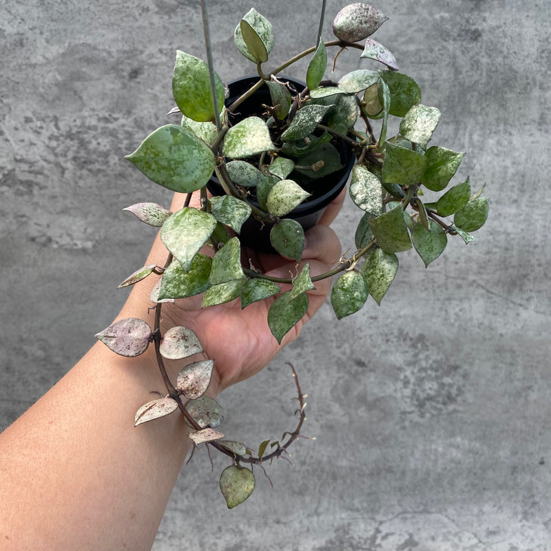 FS18-8 Hoya Lacunosa Black Aurora